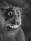 opgezette aap nhm-rotterdam 8-2014 3504